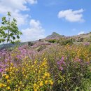 황매산 철쭉제 이미지
