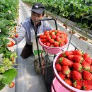 보령청과 이미지