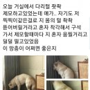 다리털 제모하는 주인을 보고 겁먹은 댕댕이 이미지