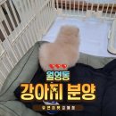 월영동144 | 마산 월영동 강아지분양 환하게 웃는 포메라니안 feat. 유앤미펫 김해점