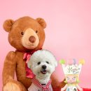 위드퍼피 | 견생샷 찍을 수 있는 실력좋고 친절한 사장님이 계신 '재이사진관'