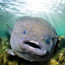 멍텅구리 이미지