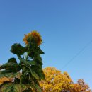 전원의 낭만 이미지