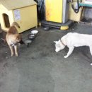 삼호주유소 이미지