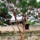 한복공방란 | 창덕궁 산책 (feat. 흐린 날/셀프 스냅/생활 한복)