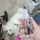 동명세탁 | 2025 부산펫쇼 집사들의 지갑이 열리는 그곳! 복자도 열고 왔어요.