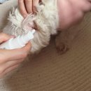 노바펫 | 강아지 노바펫 수딩미스트 솔직후기!
