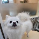 낼름&애견샵 이미지