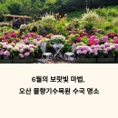 아나벨리 | 오산 물향기수목원, 6월 경기도 수국 명소 추천