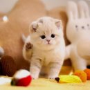 강남고양이분양 호야캣 이미지