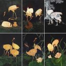 채색 우리 민화 이미지