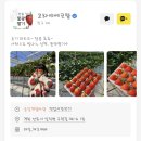 에코팜 | 🍓 안동 고타야에코팜 딸기 택배후기 🍓