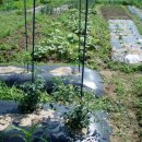 삼삼농장 이미지