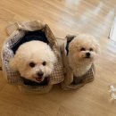 플랜트202 | 남양주 애견동반 브런치 맛집 추천 / 플랜트 202 / 내돈내산 솔직후기 / 서울 근교 브런치 맛집 추천...