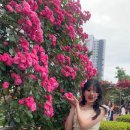 동일로163길 (23) | 서울 중랑천 장미축제 (가는 법, 주변 맛집) 🌹
