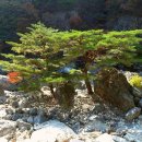 보석사   은행나무 이미지