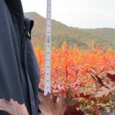 단풍농장 이미지