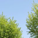 길안청송로(길안면) 이미지