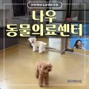 나우동물의료센터 | 강아지 결막염 증상 안과검진 동물병원 | 천안 아산 나우동물의료센터 백석점