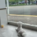 봉 그루밍 이미지