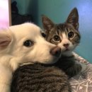 강아지와고양이 이미지