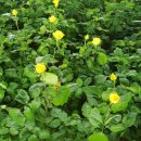 장미슈퍼 이미지