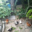 두마농장 이미지