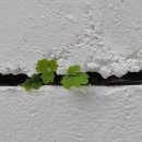 물소리길가 이미지