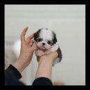 유앤미펫 강아지분양 고양이분양 시흥점 이미지