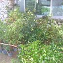 제주온인 이미지