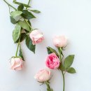 장미유통 이미지