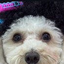 댕로하 애견유치원&애견미용 이미지