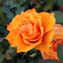 판소리판 이미지