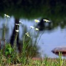 흔들리며 피는 꽃 이미지