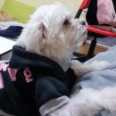 더.도도