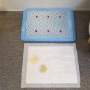 호진펜션 | 반려견 동반 전라도 여행: 순천 반려견 펜션 '라온하우스'