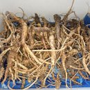 자연산 장생 산도라지 자연산 야생 도라지 배송 사진 ㅡ 폐렴 천식 폐암 독감 자연 치료용 이미지