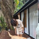 CAFE THE DOG 이미지