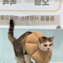 남산연합동물병원 이미지