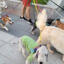 윤선생애견훈련소 이미지