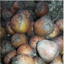 개암농장 이미지