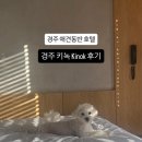 반려견 | [경주 애견동반 호텔] 키녹 Kinok 숙박 후기 | 반려견과 머물기 좋은 펫캉스 숙소