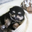 빵실빵실 이미지