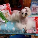 새롬애견 이미지