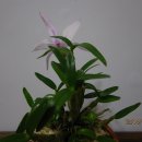 무명농장 이미지