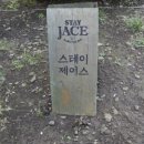 광령귤나무 이미지