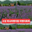 트루팜 | 고성 가볼만한곳 2026 하늬라벤더팜 라벤더축제 실제 방문 후기