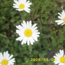 국환농장 Daum카페