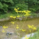 꽃들의 미소 이미지