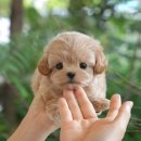 미유펫 강아지애견미용 이미지